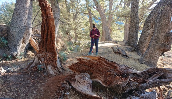 Acequia de Barjas, Cáñar